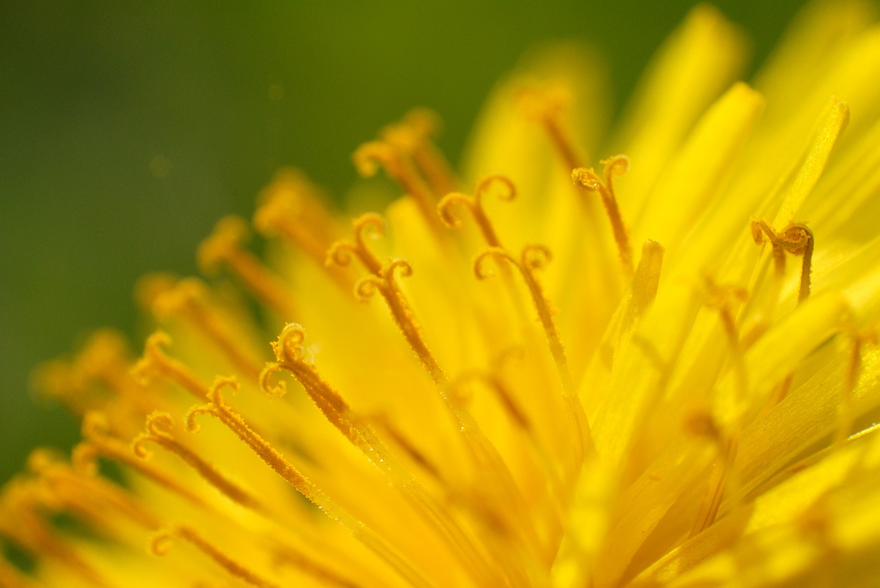 Löwenzahnblüte
