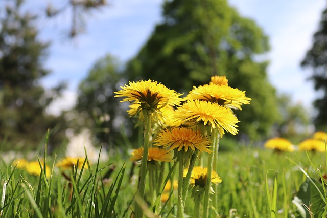 Löwenzahn im Garten