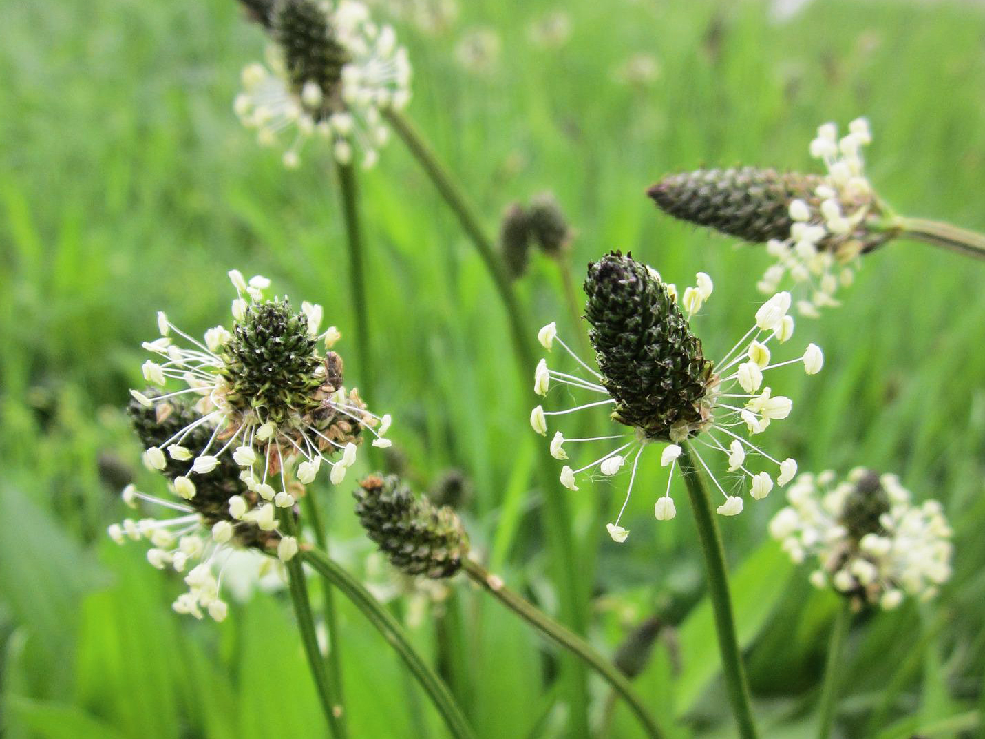 Spitzwegerich Blüten