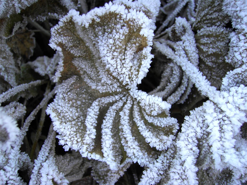 Vereistes Frauenmantelblatt