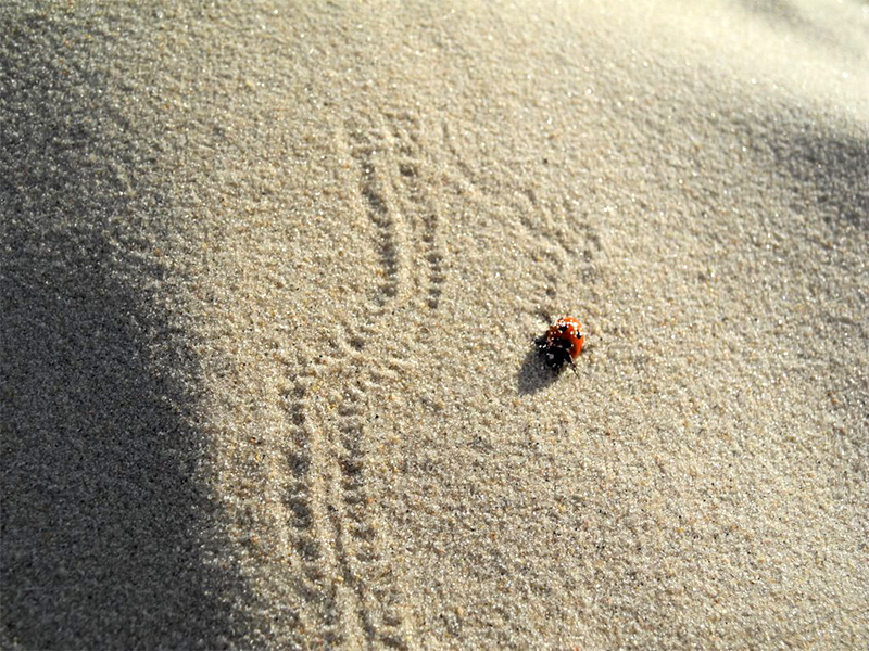 Marienkäfer im Sand