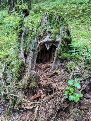 Fortbildung - Einführung Waldpägagogik und Waldbaden