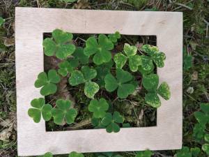 Fortbildung - Einführung Waldpägagogik und Waldbaden