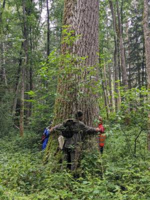 Fortbildung - Einführung Waldpägagogik und Waldbaden