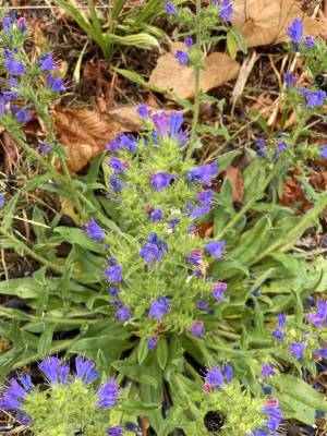 Fortbildung - Garten der vier Jahreszeiten und botanische Exkursion auf den Bogenberg