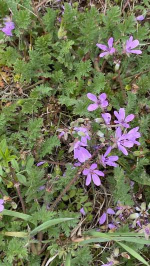 Orchideenwanderung in der Oberpfalz
