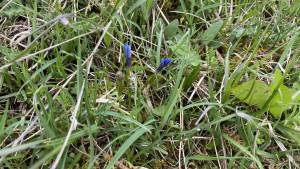 Orchideenwanderung in der Oberpfalz