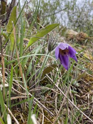 Orchideenwanderung in der Oberpfalz