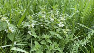 Orchideenwanderung in der Oberpfalz