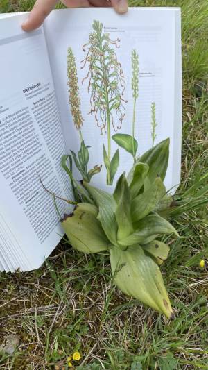 Orchideenwanderung in der Oberpfalz