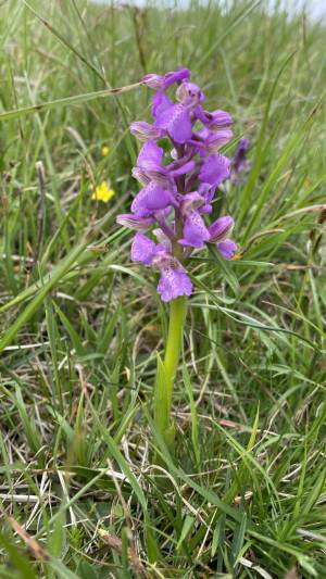 Orchideenwanderung in der Oberpfalz