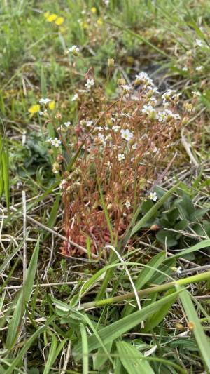 Orchideenwanderung in der Oberpfalz