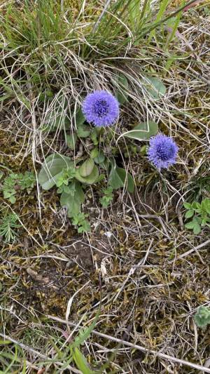 Orchideenwanderung in der Oberpfalz