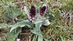 Orchideenwanderung in der Oberpfalz