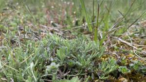 Orchideenwanderung in der Oberpfalz