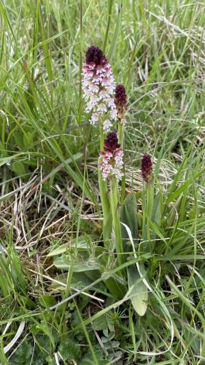 Orchideenwanderung in der Oberpfalz
