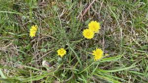 Orchideenwanderung in der Oberpfalz