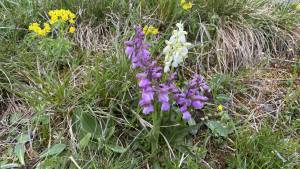 Orchideenwanderung in der Oberpfalz
