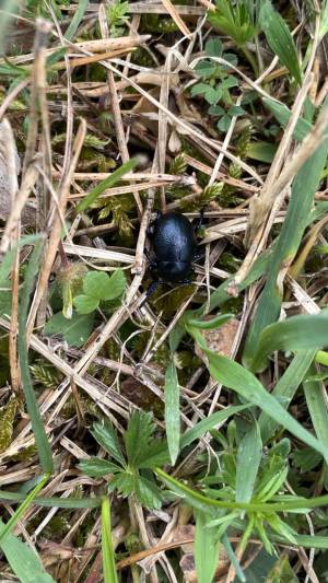 Orchideenwanderung in der Oberpfalz