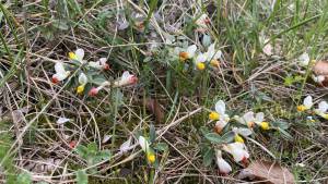 Orchideenwanderung in der Oberpfalz