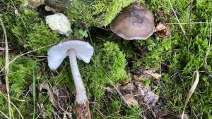 Pilzexkursion bei Schöfbach, LKR SR