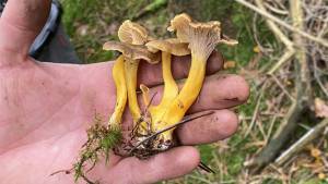 Pilzexkursion bei Schöfbach, LKR SR