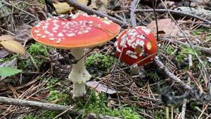 Pilzexkursion bei Schöfbach, LKR SR