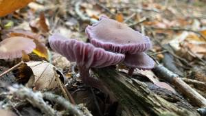 Pilzexkursion bei Schöfbach, LKR SR