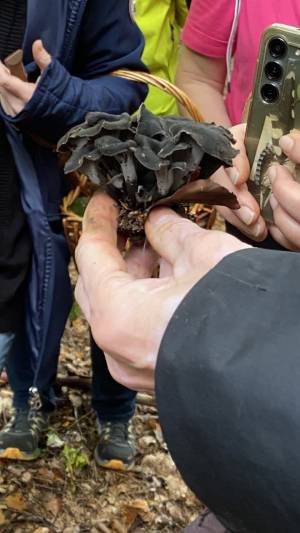 Pilzexkursion bei Schöfbach, LKR SR