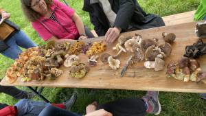 Pilzexkursion bei Schöfbach, LKR SR