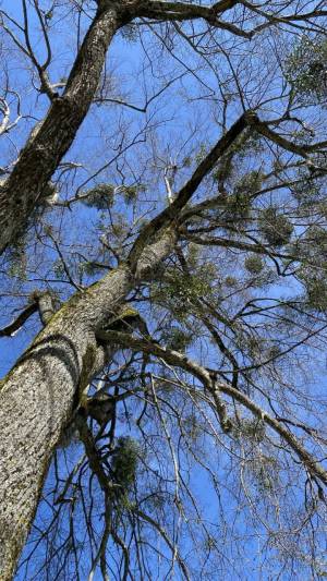 Fortbildung - Die Mistel – Mythen, Sagen, Medizin