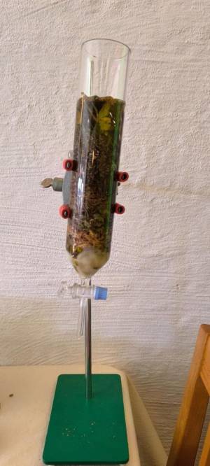 Fortbildung - Die Mistel – Mythen, Sagen, Medizin