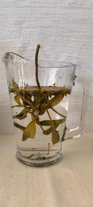 Fortbildung - Die Mistel – Mythen, Sagen, Medizin