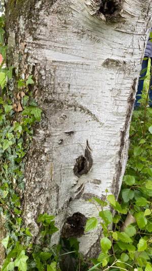 Fortbildung - Rindenmedizin - die Apotheke der Knochen­richter, Holzknechte und Hebammen