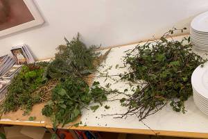 Fortbildung - Rindenmedizin - die Apotheke der Knochen­richter, Holzknechte und Hebammen