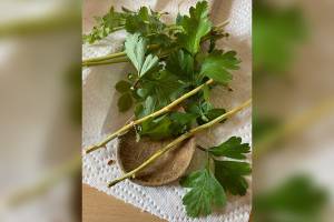 Fortbildung - Rindenmedizin - die Apotheke der Knochen­richter, Holzknechte und Hebammen