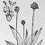 Plantago Lanceolata
