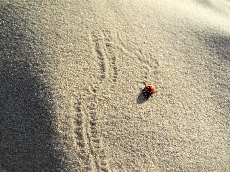 Marienkäfer im Sand