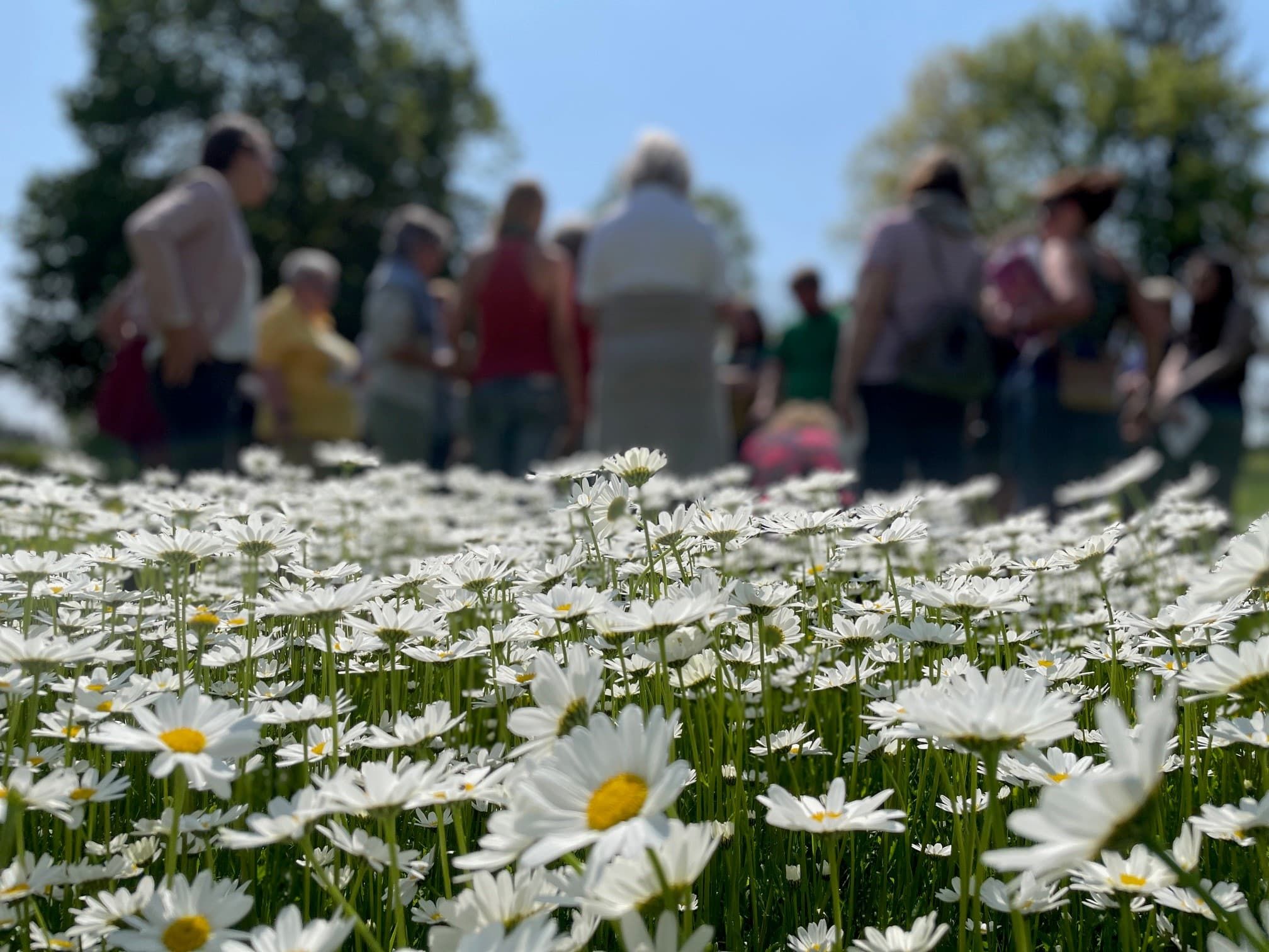 Kräuterpädagogik 1 - Ausbildung in der Heil- & Wildkräuterakademie e.V.