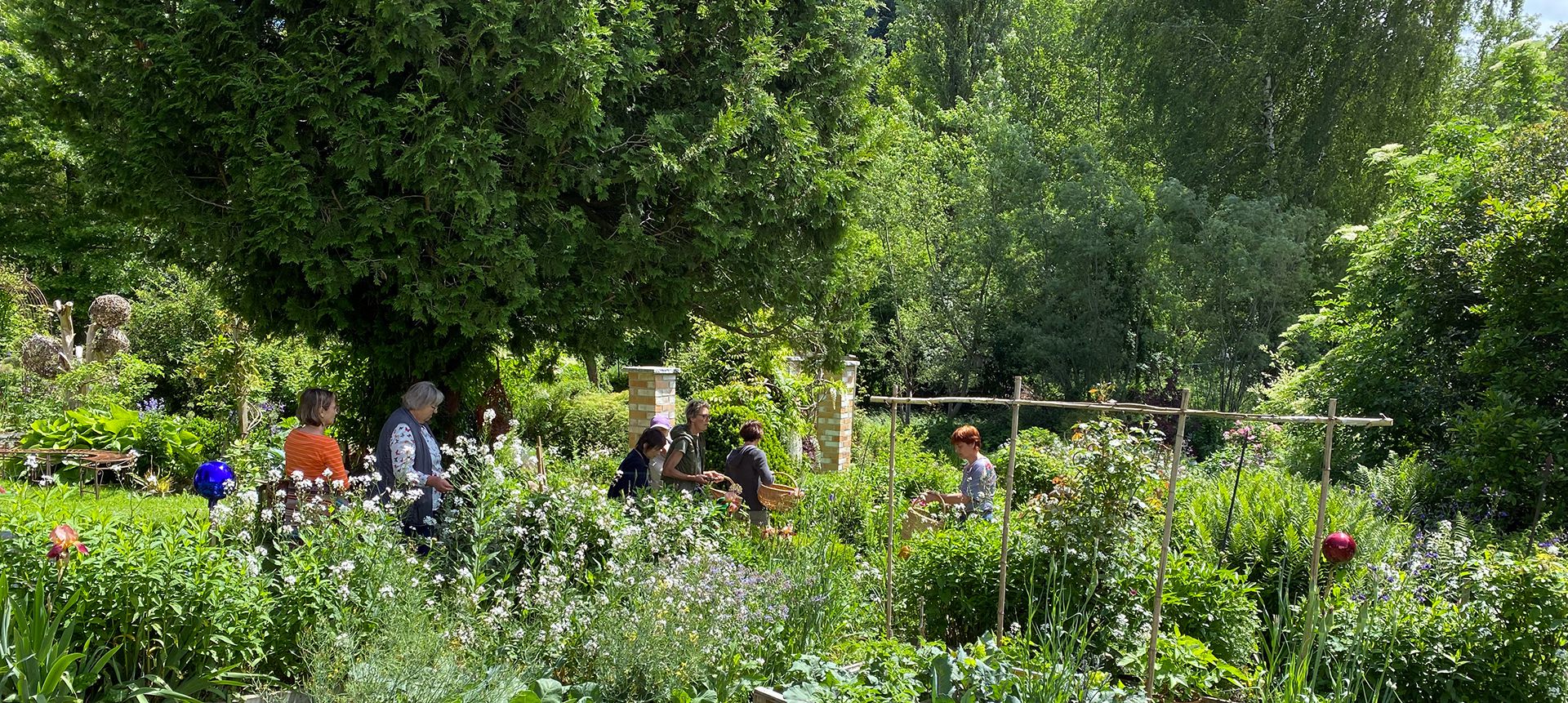 Teilnehmer sammeln Pflanzen im Naturgarten